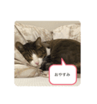 ねこ人生（個別スタンプ：3）