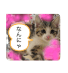 ねこ人生（個別スタンプ：4）
