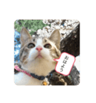 ねこ人生（個別スタンプ：5）