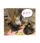 ねこ人生（個別スタンプ：6）