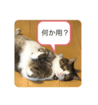 ねこ人生（個別スタンプ：7）