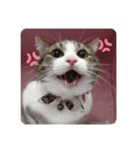 ねこ人生（個別スタンプ：8）