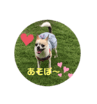 チワワのはなさん✨（個別スタンプ：1）