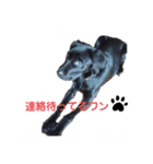 黒ラブ ウーちゃん（個別スタンプ：7）