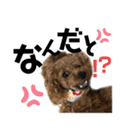だいすきふぁみりぃすたんぷ（個別スタンプ：4）