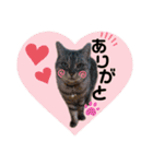 だいすきふぁみりぃすたんぷ（個別スタンプ：6）