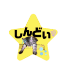 だいすきふぁみりぃすたんぷ（個別スタンプ：12）