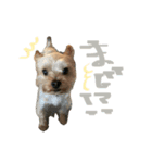 ケン・チビ（個別スタンプ：3）