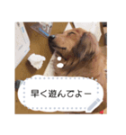 愛犬「楽ちゃん」（個別スタンプ：6）