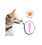 チャンドとコロ（個別スタンプ：1）