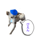 チャンドとコロ（個別スタンプ：2）