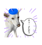チャンドとコロ（個別スタンプ：3）