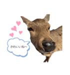 チャンドとコロ（個別スタンプ：4）