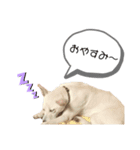 チャンドとコロ（個別スタンプ：5）