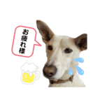 チャンドとコロ（個別スタンプ：8）