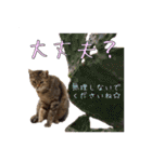 イタリア猫のいたわり言葉（個別スタンプ：19）