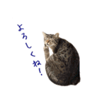 イタリア猫のいたわり言葉（個別スタンプ：20）