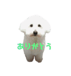 ぼく、ゴロー（個別スタンプ：2）