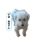 ぼく、ゴロー（個別スタンプ：5）