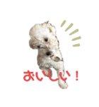 ぼく、ゴロー（個別スタンプ：13）