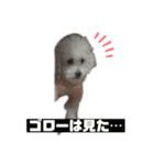 ぼく、ゴロー（個別スタンプ：23）