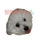 ぼく、ゴロー（個別スタンプ：24）