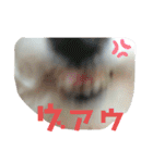 ぼく、ゴロー（個別スタンプ：25）