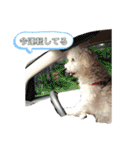ぼく、ゴロー（個別スタンプ：27）