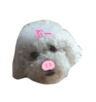 ぼく、ゴロー（個別スタンプ：34）