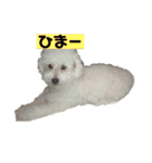 ぼく、ゴロー（個別スタンプ：37）