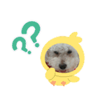 ぼく、ゴロー（個別スタンプ：40）