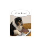 コリーのつぶやき 5（個別スタンプ：1）