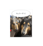 コリーのつぶやき 5（個別スタンプ：3）