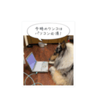 コリーのつぶやき 5（個別スタンプ：4）
