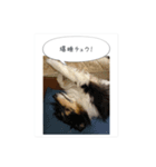 コリーのつぶやき 5（個別スタンプ：10）