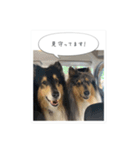 コリーのつぶやき 5（個別スタンプ：14）