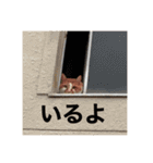 長瀬家のスタンプ2（個別スタンプ：15）
