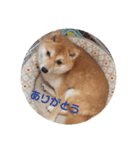 豆柴まるのスタンプ（個別スタンプ：8）