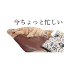 わが猫のスタンプ（個別スタンプ：5）