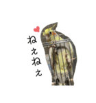 毎日使える❤️(とりバージョン)（個別スタンプ：11）