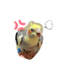 毎日使える❤️(とりバージョン)（個別スタンプ：30）