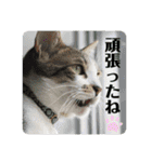 (夏用)眉毛ねこオル君（個別スタンプ：5）