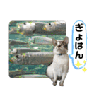 (夏用)眉毛ねこオル君（個別スタンプ：21）