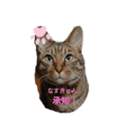 みんなのなすきゅん（個別スタンプ：1）