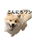 ポメチワミロのアタチスタンプ（個別スタンプ：1）