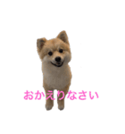 ポメチワミロのアタチスタンプ（個別スタンプ：19）
