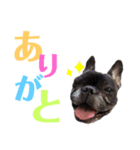 金時 小豆 豆蔵 ですっ（個別スタンプ：3）