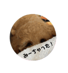 プードルたまにダックス（個別スタンプ：3）