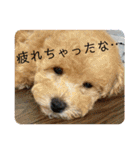 プードルたまにダックス（個別スタンプ：4）