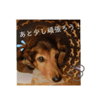 プードルたまにダックス（個別スタンプ：9）